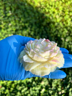 Wild Flower (set of 4)